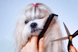 Як вирізати собаку вдома? Як вирізати собаку вдома?